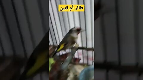 طائر أم قنين أو الحسون المغرد روعة مرحبا