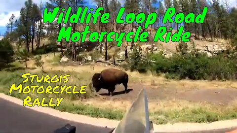 Wildlife Loop Road during Sturgis Motorcycle Rally