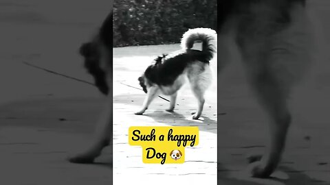 Such a Happy Dog #sky #goldenretriever #ytshorts #shorts