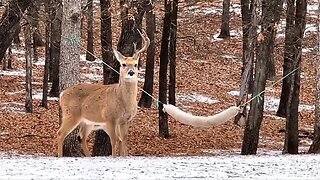 Antler! The Bucks of Twin Eagle