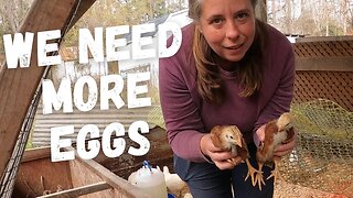 Starting A New Egg Laying Chicken Flock