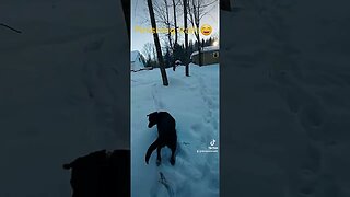 Winter Trails! #dog #nature #fun