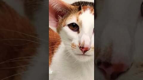 O gato Oriental Shorthair 😍🐈 Uma raça única! #shorts