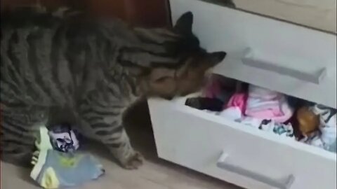 Try Not to LAUGH! 😹 You WON'T BELIEVE What This Cat Just Did 🙀 (#243) #Clips