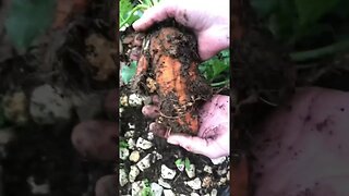 BIG surprise in the garden!👩‍🌾👍#shorts #viral #trending #tiktok #health #diy