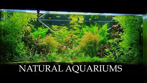 FATHER FISH NATURAL AQUARIUMS AROUND THE WORLD