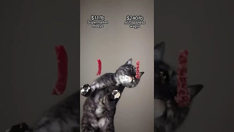 Cat vs most expensive meat