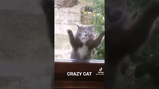 Crazy Dancing Cat (wait for it)