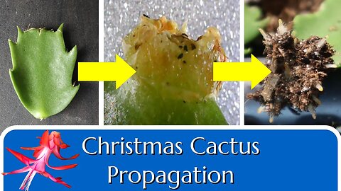 Christmas Cactus Propagation by "Leaf" Cuttings