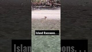 Raccoons on an island. . . #shorts #sailboat #raccoon #valhalla #sailboatliving #boatlife #funny