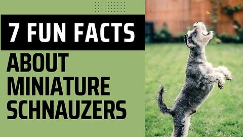 7 Fun Facts About Miniature Schnauzers.