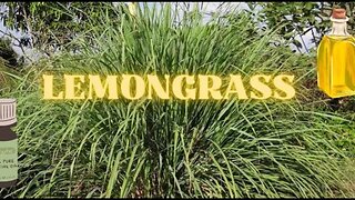 Lemongrass