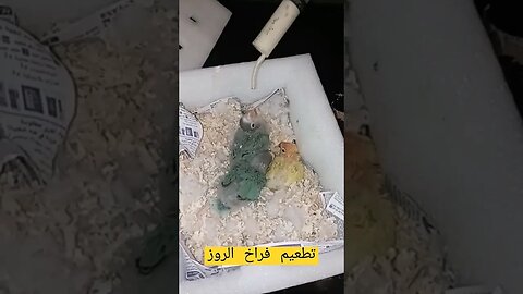 تطعيم فراخ الروز روعة