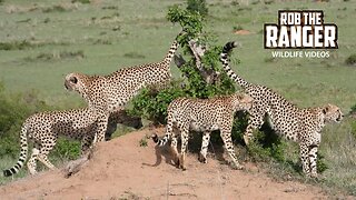 Cheetah Coalition Patrolling Their Territory | Maasai Mara Safari | Zebra Plains
