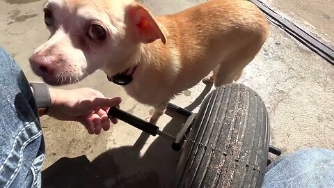 Chihuahua helps me build a trike. Good dog! ￼