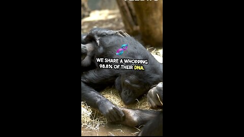 We share DNA with chimpanzee 98%