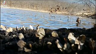 a moment by the water... Okmulgee Game Refuge