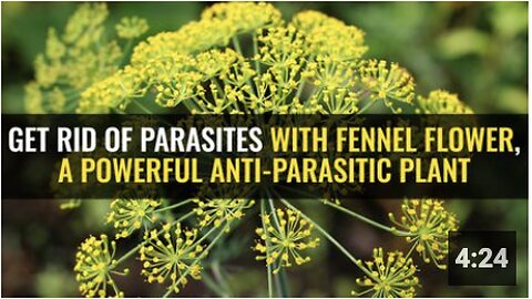 Get rid of parasites with fennel flower, a powerful anti-parasitic plant