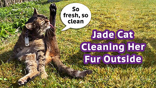 Jade Cat Cleaning Her Fur Outside