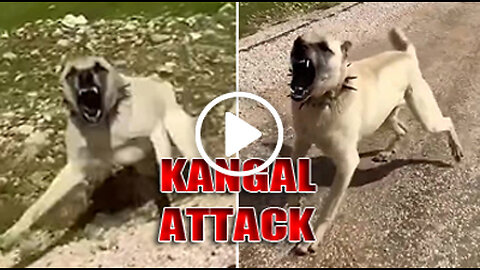 Giant Kangal Shepherd Dog Face to Face Attack