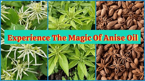 Experience the Magic of Anise: Elevate Your Hair Care Game Today