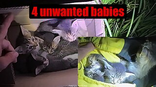 4 young kittens dumped in a box - another kitten rescued with scabies AND Calici virus - adoptions!