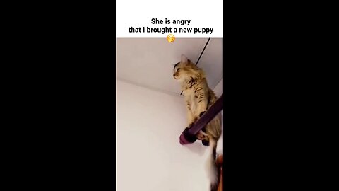 Funny Pets