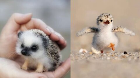 Aww so cute!! Cutest Baby animal video #babyanimals #animals