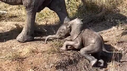 Adorable baby elephant loves fooling around in slippery mud