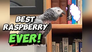Funny parrot blows the best raspberry