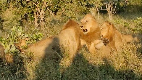 Lone Lion Fights Off Three Rivals After Wandering Into Their Territory | World Wild Web
