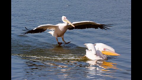 Pelican with Curly Feather Eating Fat Fish