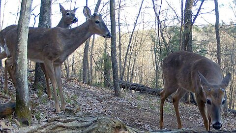 Springtime Bucks and Pregnant Deer...April 23-May 6