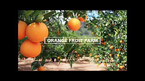 Awesome Japan Orange Farm and Harvest - Japan Agriculture Technology and Processing Orange to Juice