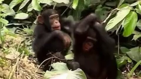Monkey - Chimps