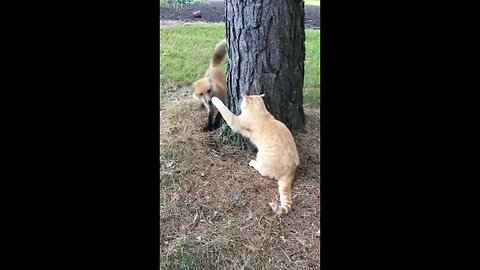 funniest_Dog_and_cat_funny_moments_🤣🤣🤣