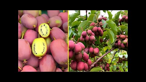Amazing Mini Kiwi Harvesting and Farming - Kiwi Berries Cultivation Technique - Hardy Kiwi