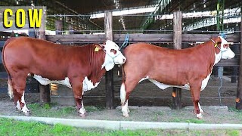 Farm Animal - Livestock Fair - Livestock Auction - Boi Cow and Calf