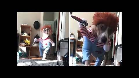 FUNNY DOGS COMPILATION 🤣🐶 [2022 UPDATED]