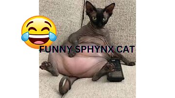 Funniest SPHYNX CATS! - You'll have LAUGH of your day :)