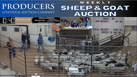 1/31/2023 - Producers Livestock Auction Company Sheep & Goat Auction