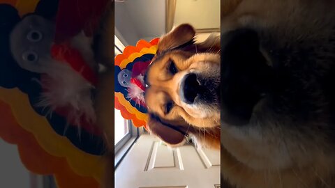 This Dog is Freaking Out When His Owner Gets A Facebook Messenger notification #short #shortsfeed