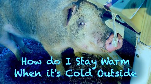 Piggy Power: How Pigs Beat the Winter Chill 🥶