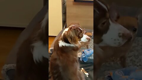 Puppy playing with his toys