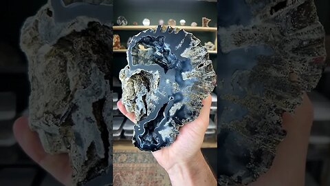 Massive cut agatized coral 🤯