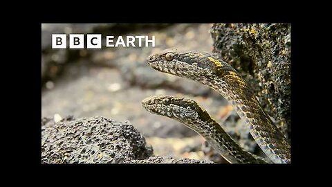 Greatest Fights in the Animal Kingdom: Part 3 | BBC Earth