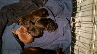 growing phases OBI2023 BABY PATTERDALE TERRIERS day 8 Irish bull&terrierfell BSL puppies pups puppy