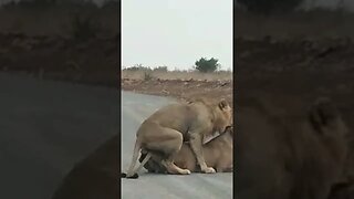 Lions making love #relaxing #nature#lions #viral #shorts #cat #love #wildlife #animals #africa#wild