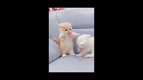 cute kitten (720p)