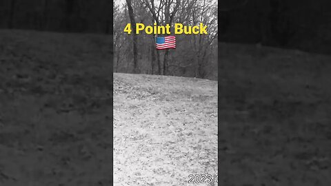 4 Point Buck Strolling Through the Backyard #prepperboss #shorts #deer